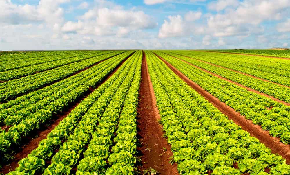 Agricultura sostenible e inclusión rural